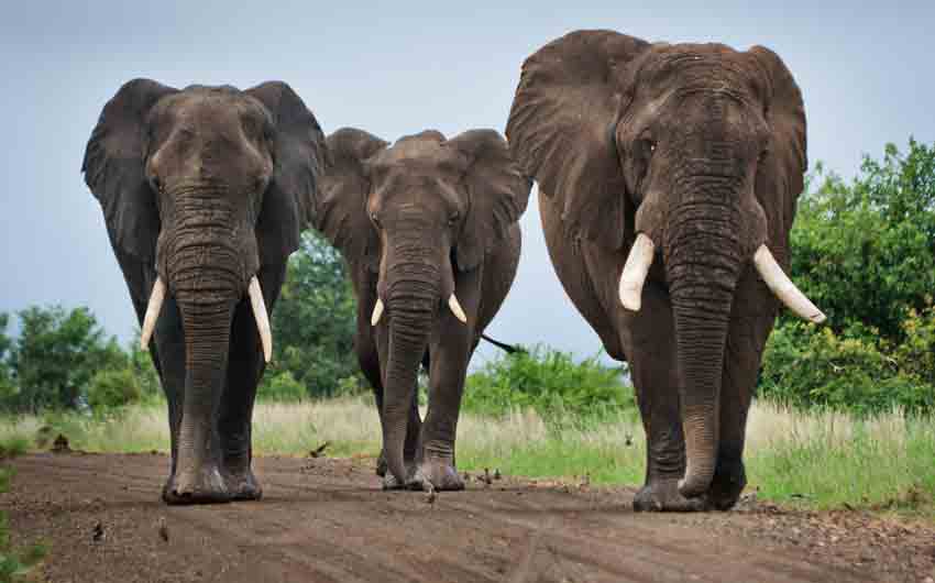 Elephants, Hoedspruit