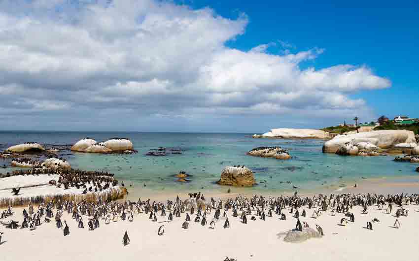  Boulders Beach Penguin Colony 