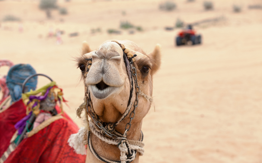 Arabian camel in the desert