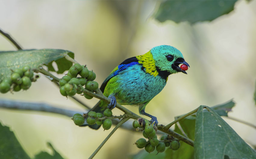 Wild Green-headed Tanager
