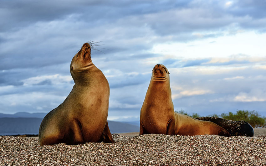 Galapagos sea lions on Fernandina Island  
