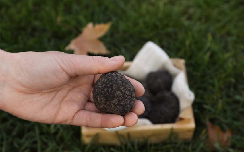 Woman holding fresh truffle in hand outdoors
