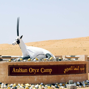 Arabian Oryx Camp in Wahiba, Oman 