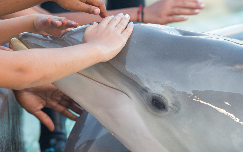 Bottlenose Dolphin at SeaWorld, San Diego