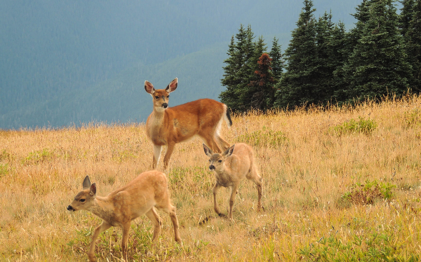 Doe and Fawns at Hurricane Ridge, Olympic National Park