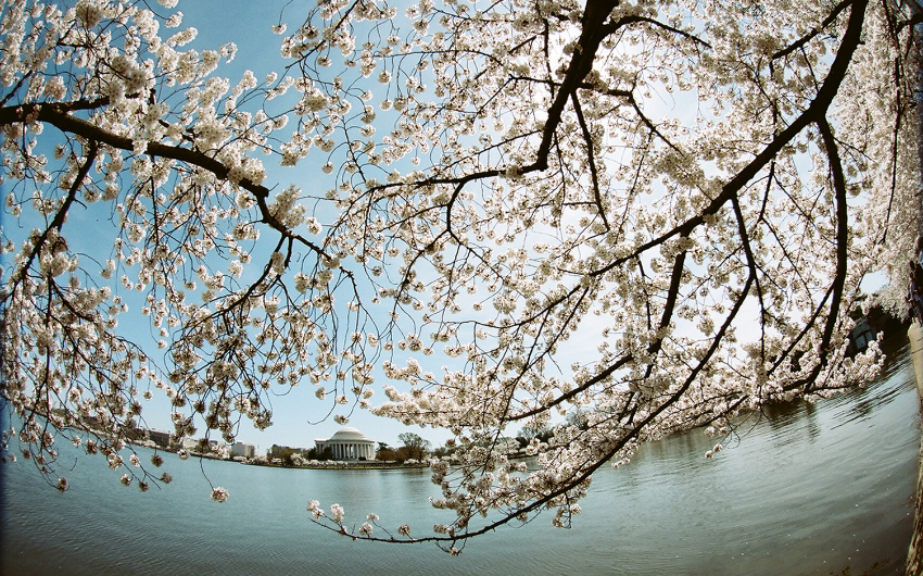 Cherry Blossom on Potomac River, Washington DC