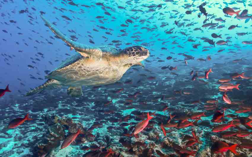 Turtle and tons of fish, Galapagos Islands