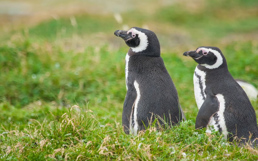 Two magellanic penguins