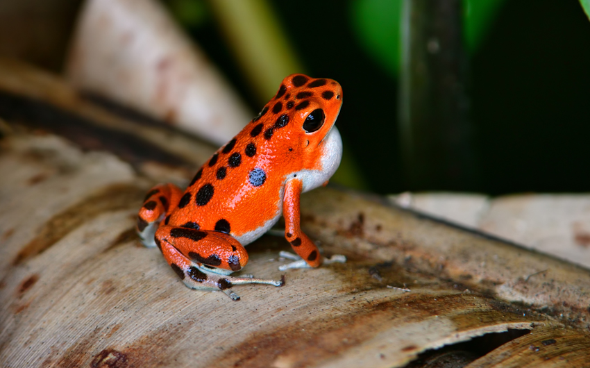 Strawberry poison dart frog at Bocas del Toro in Panama
