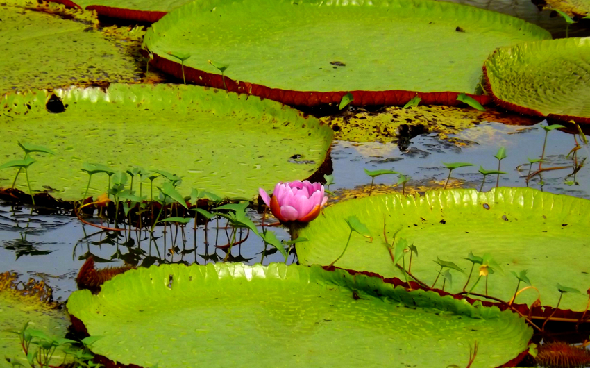 Giant Water Lily - Victoria Amazonica Flower