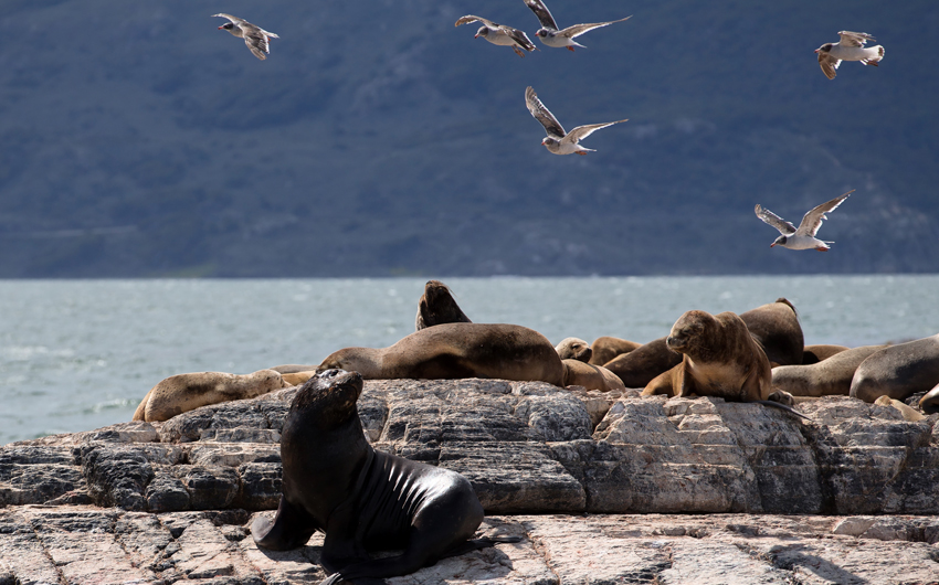 Ushuaia Landscape with Sea Lions