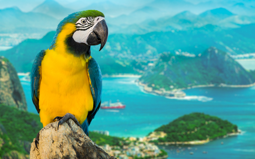 Blue and Yellow Macaw in Rio de Janeiro