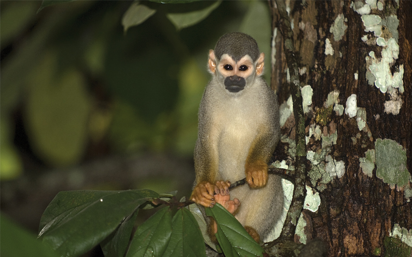 Common squirrel monkey (Saimiri sciureus), Brazil
