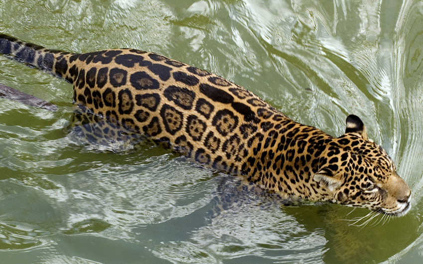 Jaguar cat swims at Amazon zoo located in Manaus, Brazil.