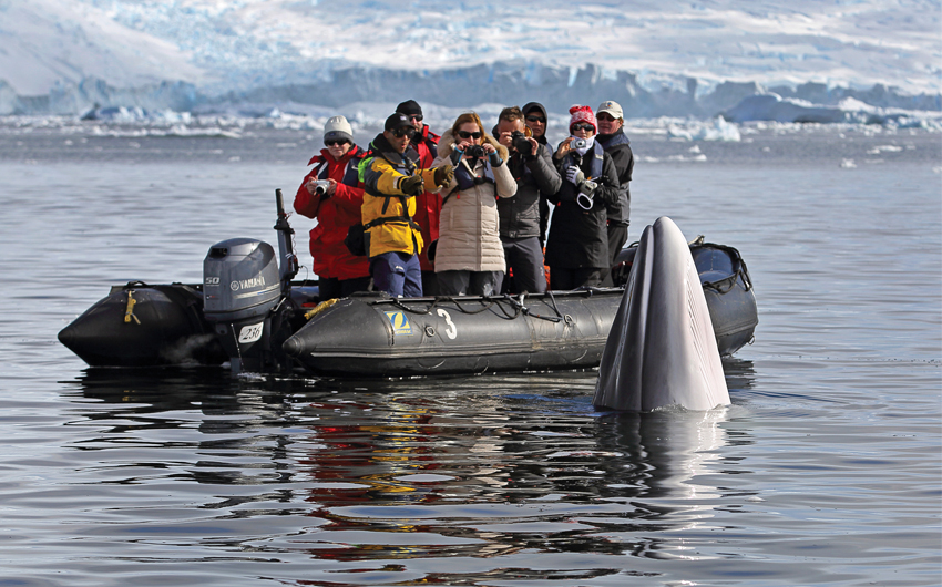 Antarctica Whale Watching