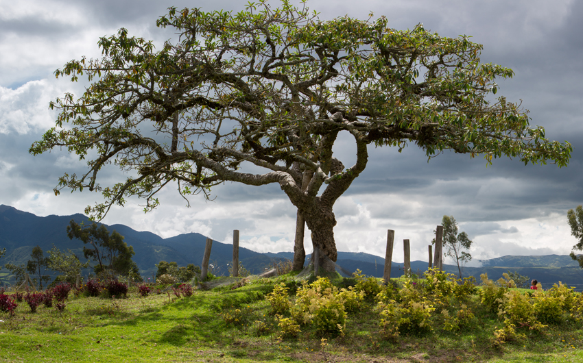 El Lechero, the sacred tree of Otavalo