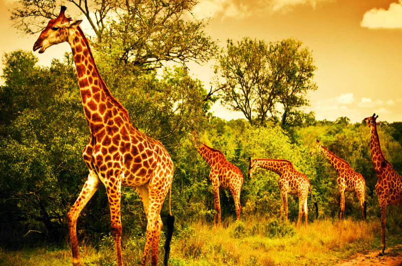 KRUGER NATIONAL PARK (PRIVATE RESERVE IN THE GREATER KRUGER PARK AREA)