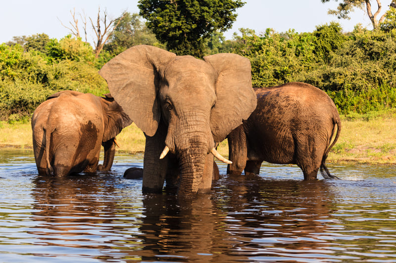 VICTORIA FALLS I CHOBE