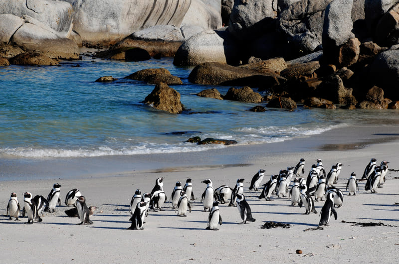 Friday - Cape Town