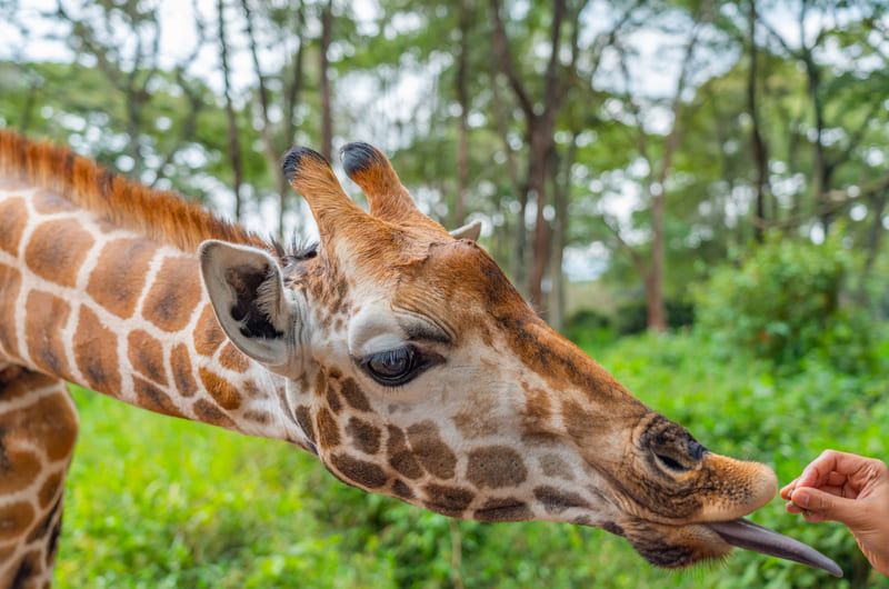 Nairobi