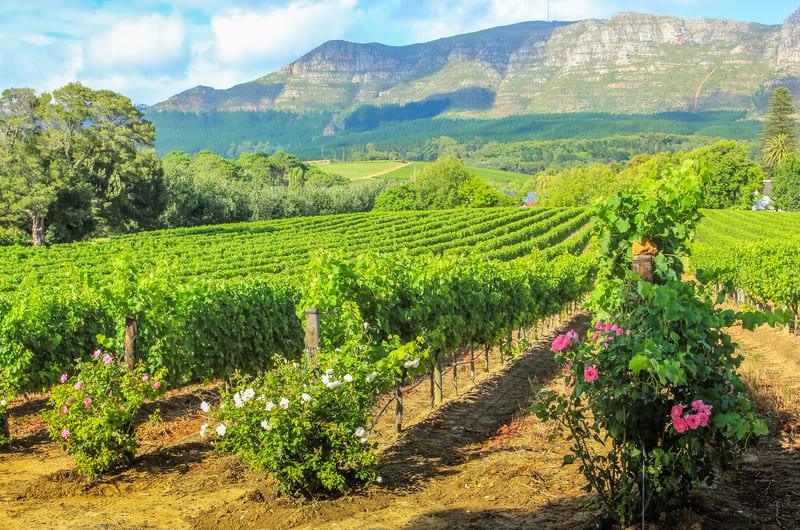 SOUTH AFRICAN ADVENTURE & SAFARI